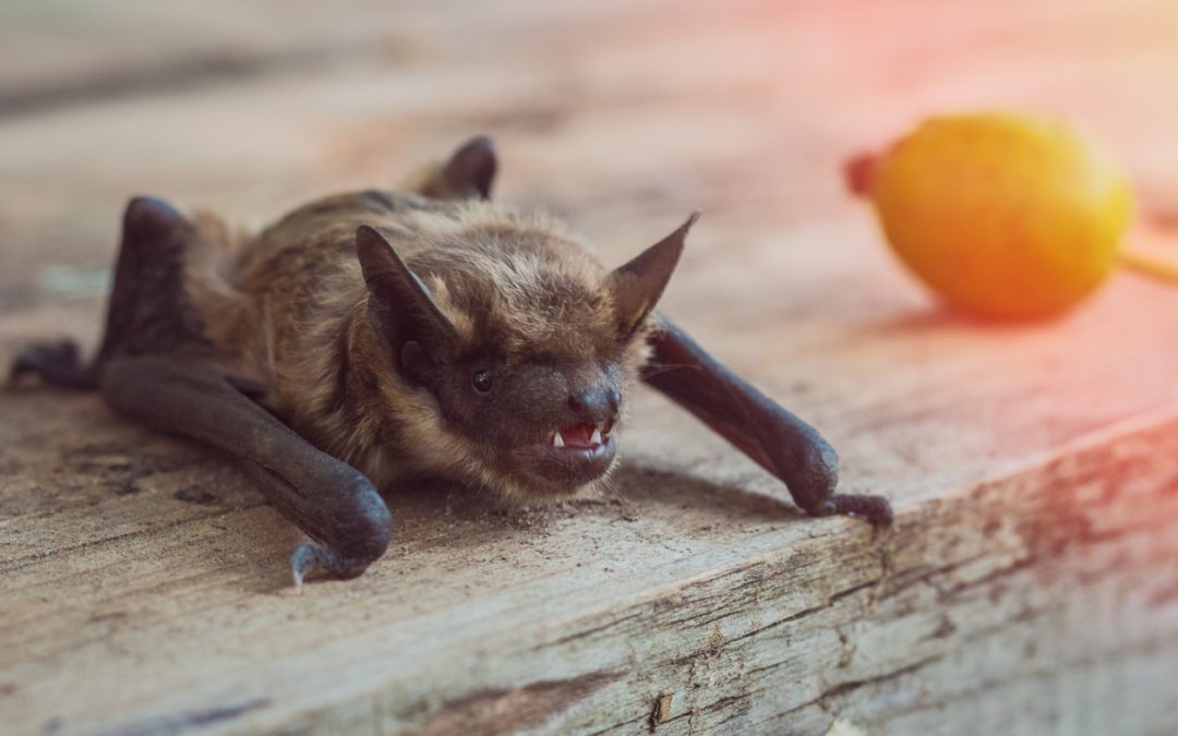 Bat Exclusion