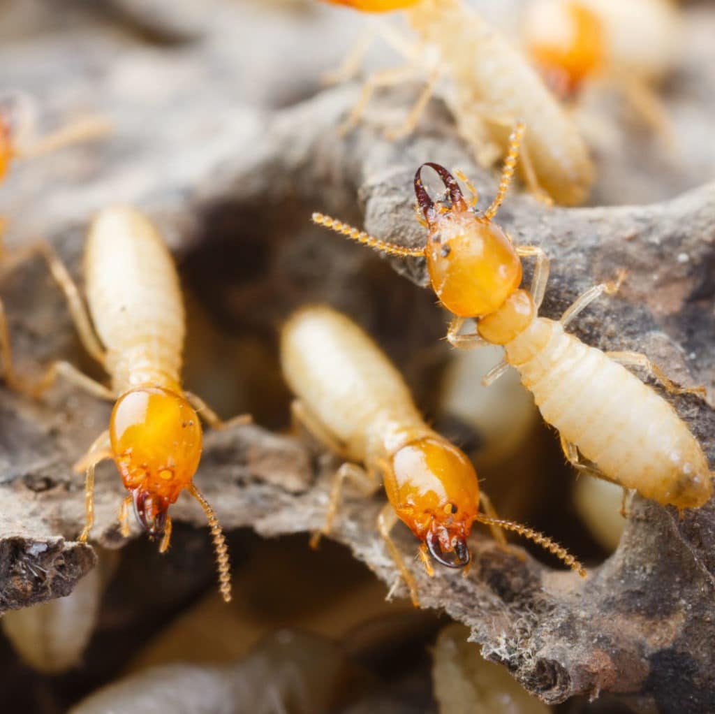 Termite Management