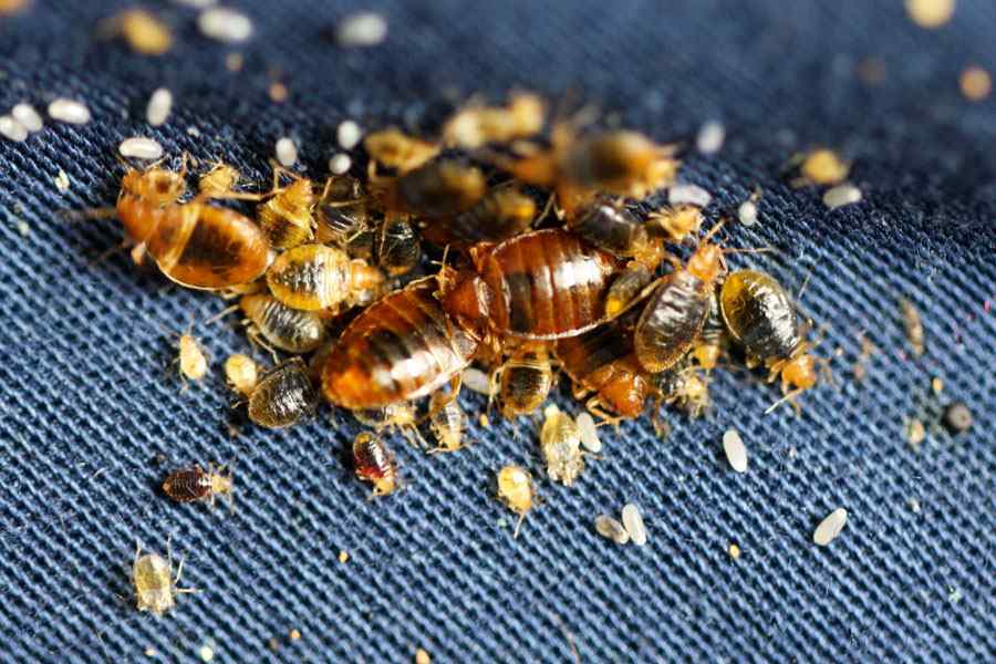 How to Permanently Get Rid of Bedbugs: Fast & Guaranteed