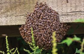 Bee Hive Relocation