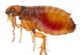Flea & Tick Control