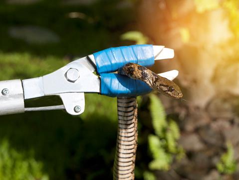 Snake Removal